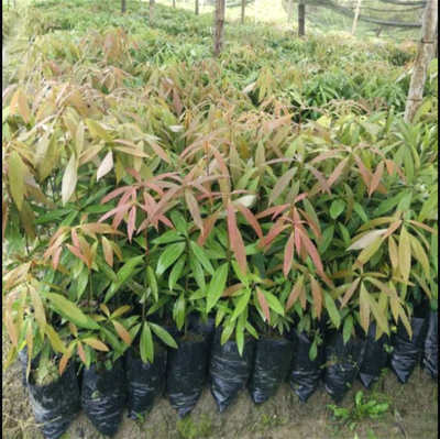 刨花楠杯苗 刨花楠小苗价格 刨花楠苗木基地供应