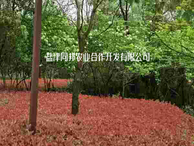 林木育种和育苗;木材采运;中药材种植销售;牲畜、家禽饲养及销