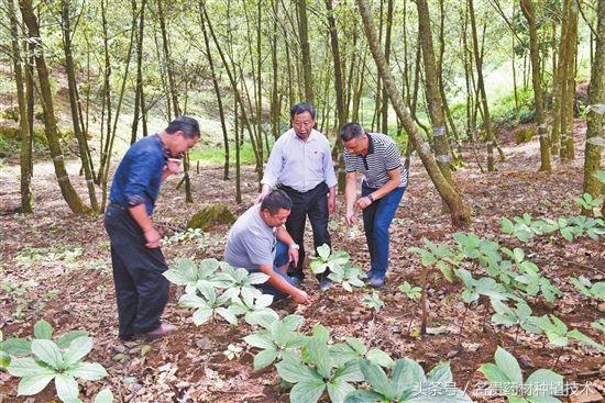 林下种植药材有哪些品种?中草药与农作物、果园、林木的套种模式