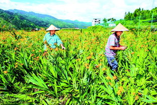 黔东南 产业兴经济 富民奔小康