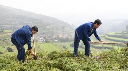 他建立合作社种植当归,年收入超600万_梁龙贤