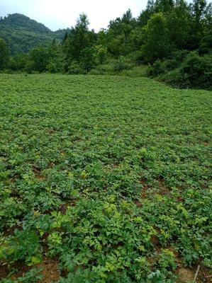 重庆市彭水县康达中药材种植前胡15000亩,欢迎订购