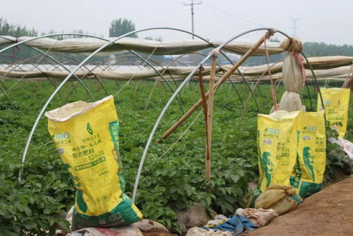 滕州土豆种植户张传平 连续三年用仟金方,效果越来越好