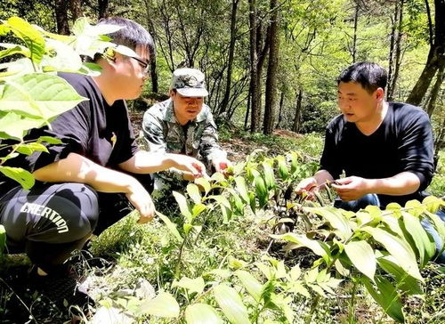 祁门县新安镇中药材种植入列国家林下经济示范基地