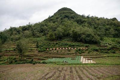 云南镇雄:中药材种植助农增收