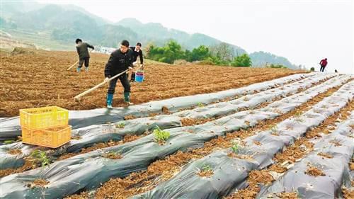 秀山发展壮大中药材产业 "秀五味"让贫困户"苦尽甘来"