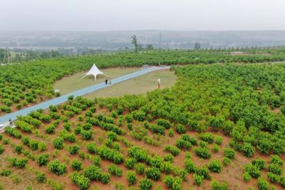 嵩县 :特色产业“枝繁叶茂”